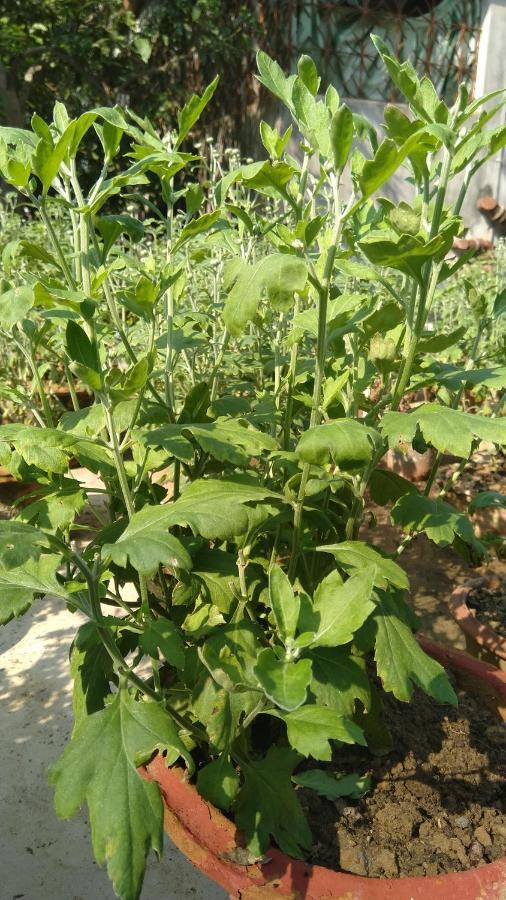 Chaiti Eco Homestay- Santiniketan Bolpur Extérieur photo
