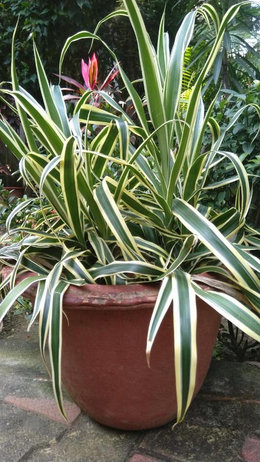 Chaiti Eco Homestay- Santiniketan Bolpur Extérieur photo