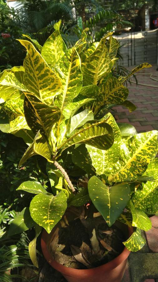 Chaiti Eco Homestay- Santiniketan Bolpur Extérieur photo